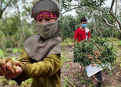 Nhãn rụng đầy vườn, vắng bóng... thương lái: Nông dân Bà Rịa - Vũng Tàu thấp thỏm