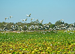 Quảng Nam: Bãi Sậy - Sông Đầm hấp dẫn khách du lịch bởi hàng ngàn loài chim và câu chuyện lịch sử