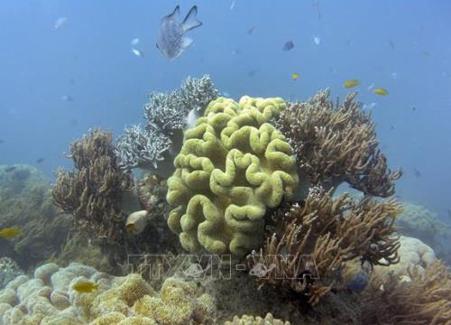 Rạn san hô Great Barrier thoát danh sách di sản nguy cấp của UNESCO