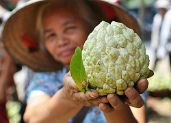 Bất ngờ trước cách "sang chảnh" nông dân Chi Lăng dùng để vận chuyển na núi đá, nhìn tận mắt từng quả càng choáng hơn