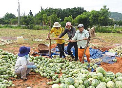 Hàng trăm quả dưa hấu bị giẫm nát, hỏi ra mới biết nguyên nhân thực sự phía sau