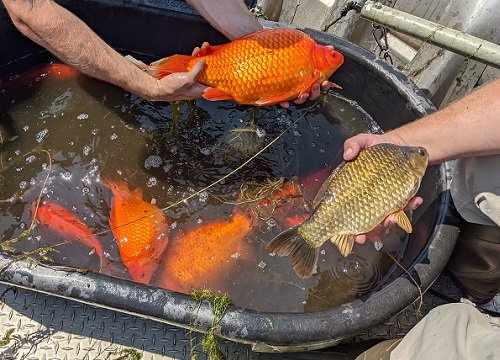 Không muốn nuôi cá vàng nữa liền đem thả xuống hồ, không ngờ 1 thời gian sau cảnh tượng "khủng khiếp" xuất hiện