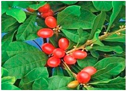 "Miracle Berry" - loại quả kỳ lạ biến vị chua thành vị ngọt