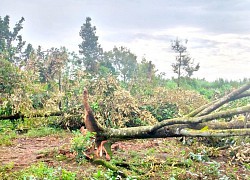 Vĩnh Long: Mưa giông làm 1 người chết, thiệt hại gần 1,5 tỉ đồng