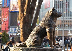 Bức tượng chú chó Hachiko tại Nhật Bản và những chuyện chưa kể