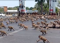 Hàng trăm con khỉ hỗn chiến trên đường phố Thái Lan