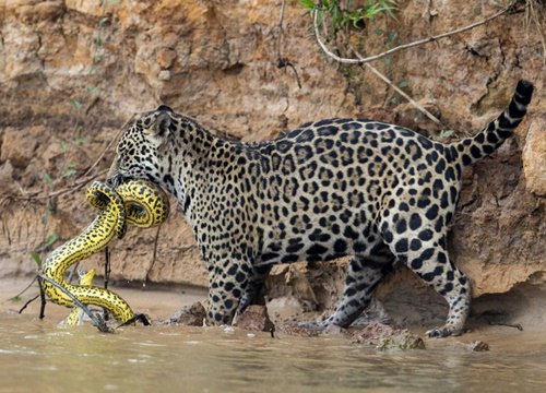 Trăn Anaconda trở thành mồi ngon cho báo đốm - vì sao?