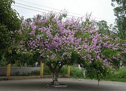 Cây Bằng Lăng: Đặc điểm, phân loại, ý nghĩa và cách trồng