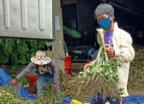 Giá cau cao kỷ lục