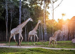 Khám phá cuộc sống hoang dã "thời giãn cách" bên trong công viên bảo tồn lớn hàng đầu châu Á