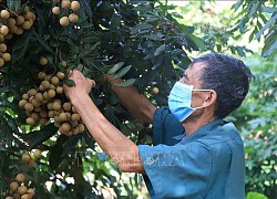 Ngậm ngùi nhãn Hưng Yên mất mùa, mất giá