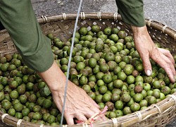 Thèm canh rau sấu dầm Hà Nội