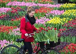 Top 5 địa điểm ngắm hoa tulip đẹp nhất Hà Lan