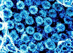 Virus SARS-CoV-2 thay đổi hình dạng để tăng khả năng sống sót