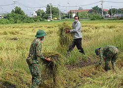 Bộ đội giúp dân Sài Gòn thu hoạch lúa