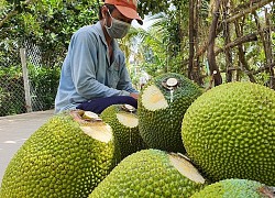 Tiền Giang: Giá mít tăng, nhà vườn thu lãi lớn