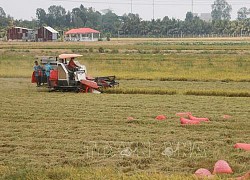 An Giang bàn giải pháp tiêu thụ hơn nửa triệu tấn lúa Hè Thu