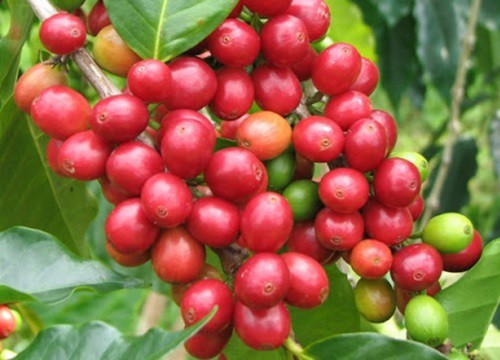 Giá cà phê hôm nay 5/8: Arabica tiếp tục tăng, trong nước cán mốc 37.000 đồng/kg