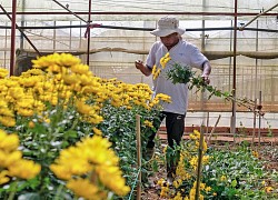 Giá hoa chạm đáy, nông dân Đà Lạt phải nhổ bỏ