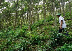 Đi lên từ kinh tế rừng