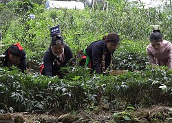 Giá trị văn hóa bản địa tạo nên sản phẩm du lịch nông nghiệp đặc thù cho Hà Nội