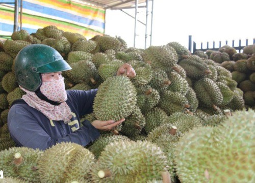 Sầu riêng hóa "sầu chung", loạt vựa trái cây mất cả trăm triệu một đêm