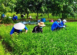 Thu hoạch nông sản giúp dân bị phong tỏa