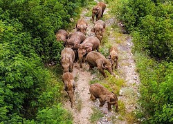 Đàn voi hoang dã ở Trung Quốc trở về nhà sau chuyến đi dài 1.300 km