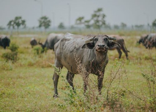 Giữa tháng 8 mùa thu, 3 con giáp sự nghiệp hanh thông, niềm vui nối tiếp