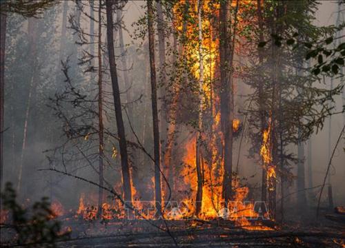 Hiểm họa tiềm ẩn khi 'giặc lửa' càn quét vùng Siberia băng giá