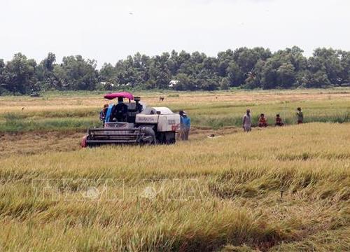 Kiên Giang không để gãy 'trụ đỡ' nông nghiệp