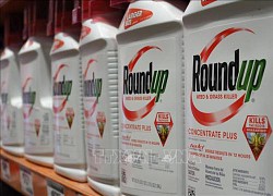 Monsanto tiếp tục kháng cáo bất thành trong vụ kiện thuốc diệt cỏ Roundup