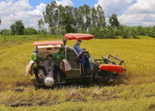 Ngân hàng hỗ trợ doanh nghiệp thu mua, tạm trữ thóc, gạo tại Đồng bằng sông Cửu Long