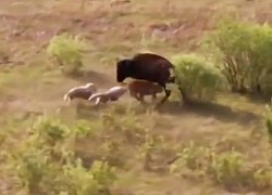 Clip: Bò rừng bison chiến đấu với chó sói bảo vệ con