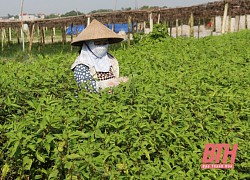 Huyện Vĩnh Lộc phát triển chuỗi cung ứng thực phẩm an toàn