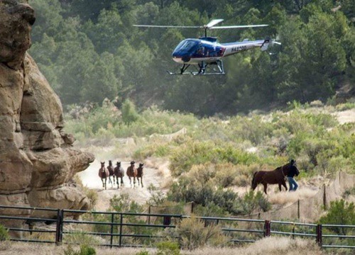 Cuộc vây bắt ngựa hoang lớn nhất ở tiểu bang Colorado