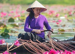 Đầm hoa súng dưới chân đèo Eo Gió