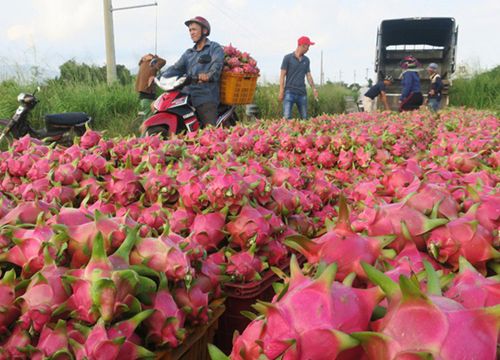 Đừng 'trăm dâu mà đổ đầu tằm', chuyện gì cũng nói thương lái ép giá