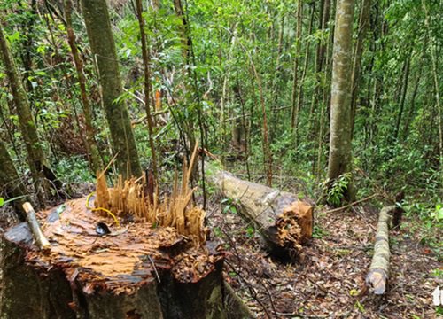 Gỗ quý bị triệt hạ trong rừng nguyên sinh ở Lâm Đồng