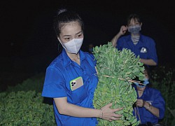 Nữ sinh ngày trực chốt, đêm soi đèn thu hoạch rau