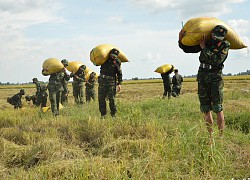 Sư đoàn 330 giúp dân thu hoạch và vận chuyển lúa hè thu trong đại dịch COVID-19