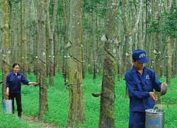 Tập đoàn Công nghiệp Cao su Việt Nam (GVR): Vợ Tổng giám đốc vừa bán ra cổ phiếu nhiều hơn số lượng đăng ký