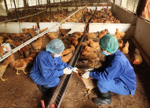 Côte d'Ivoire phát hiện ổ dịch cúm gia cầm H5N1