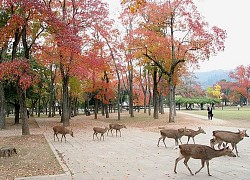 Đến công viên Nara Park Nhật Bản chơi đùa cùng những chú nai