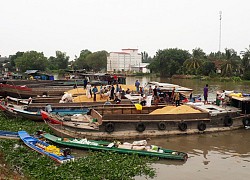 Ghe, thuyền khó thu gom lúa ở miền Tây vì vướng quy định chống dịch