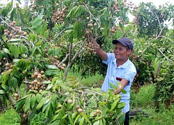 Làm giàu nhờ mô hình trang trại tổng hợp