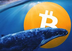 Một 'cá voi Bitcoin' vừa thức giấc sau gần 8 năm không hoạt động