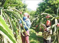 Sơn La xuất khẩu 10 tấn thanh long ruột đỏ sang Liên bang Nga