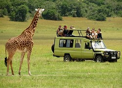 Trải nghiệm thú vị safari tour &#8220;xanh&#8221; ở Kenya