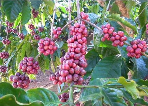 Giá cà phê hôm nay 21/8: Đồng loạt tăng trên 38.000 đồng/kg, Robusta áp sát mốc 1.900 USD/tấn